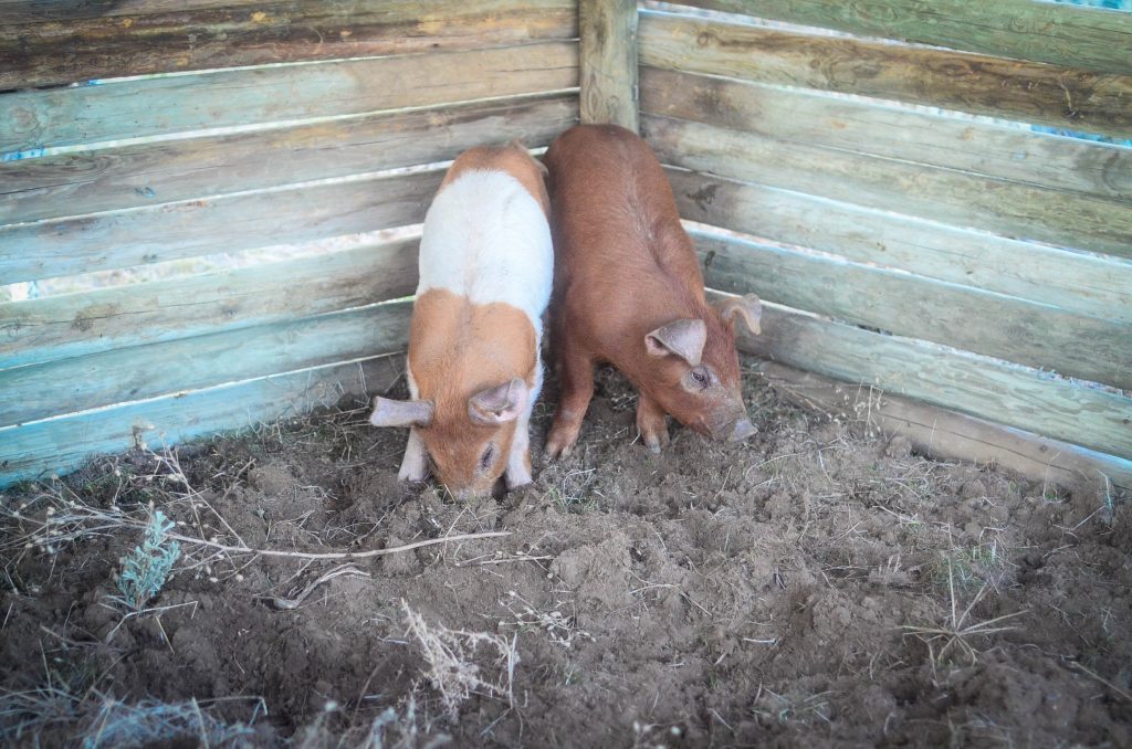 two pigs rooting around in a pen